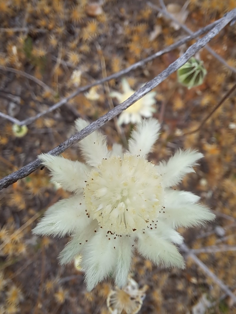 Actinotus leucocephalus photo 7