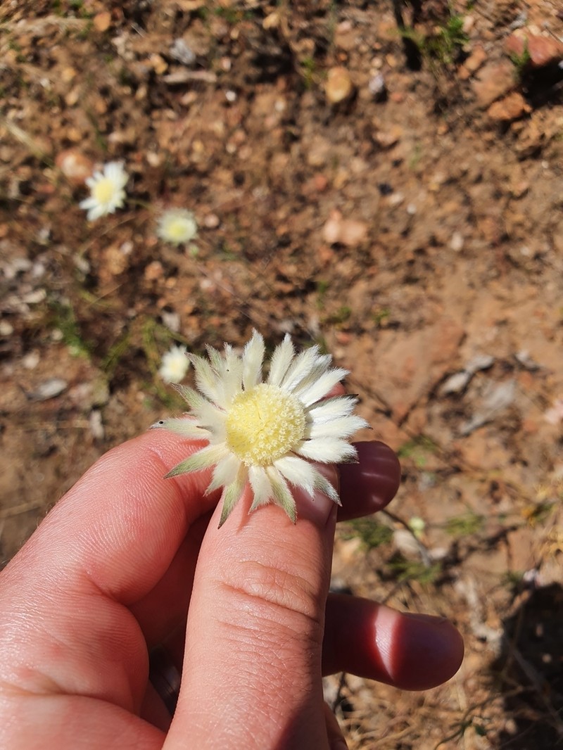 Actinotus leucocephalus photo 8