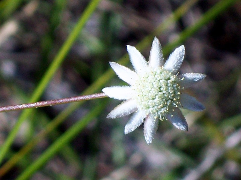 Actinotus minor