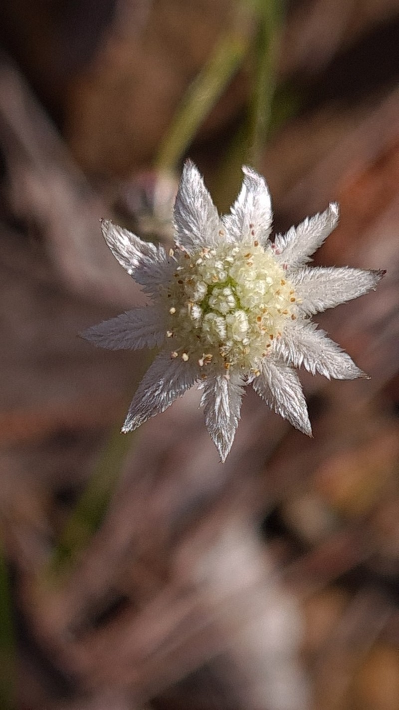 Actinotus minor photo 2