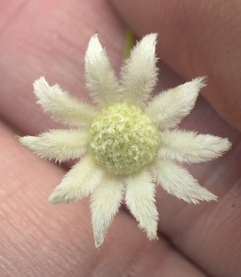 Actinotus minor photo 3