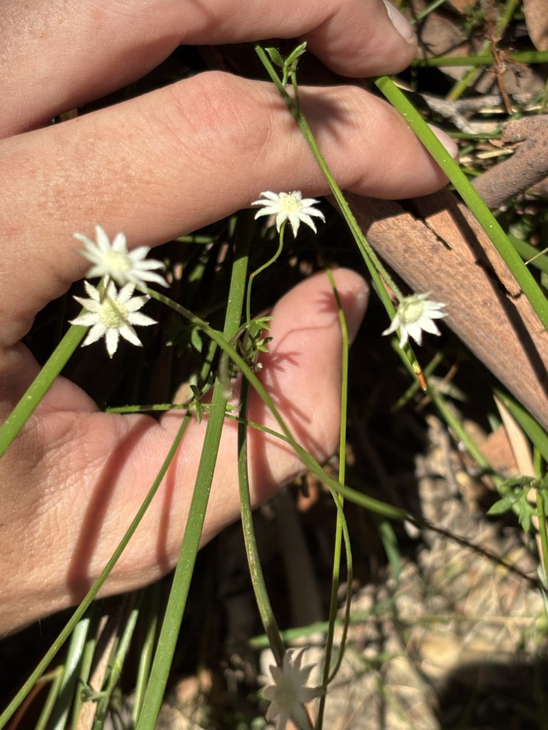 Actinotus minor photo 4