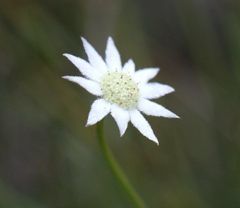 Actinotus minor photo 5
