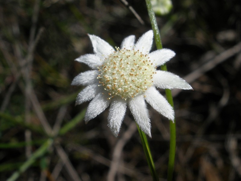 Actinotus minor photo 6