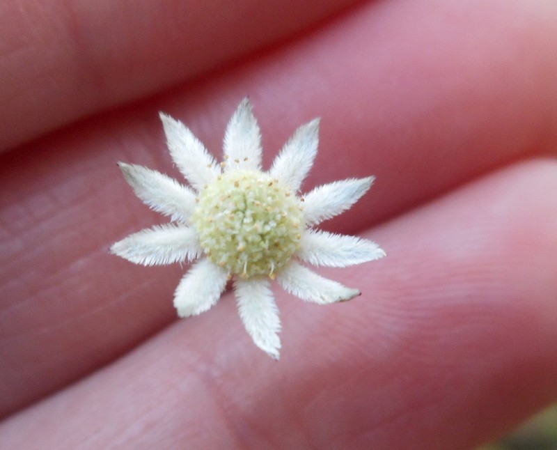 Actinotus minor photo 7