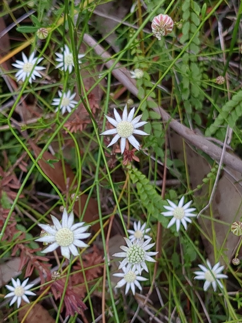 Actinotus minor photo 8