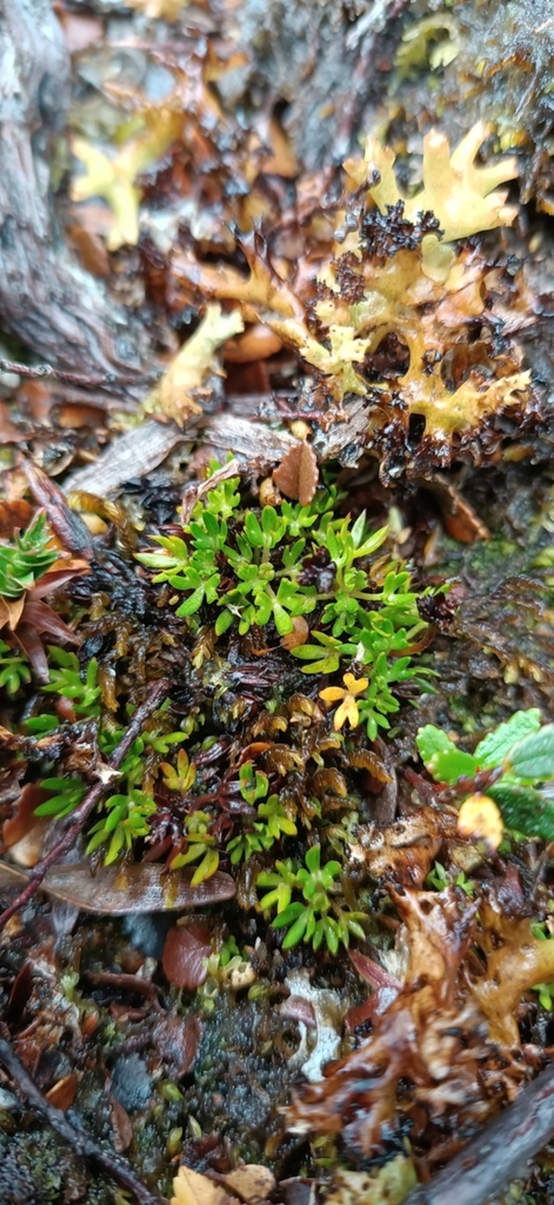 Actinotus moorei