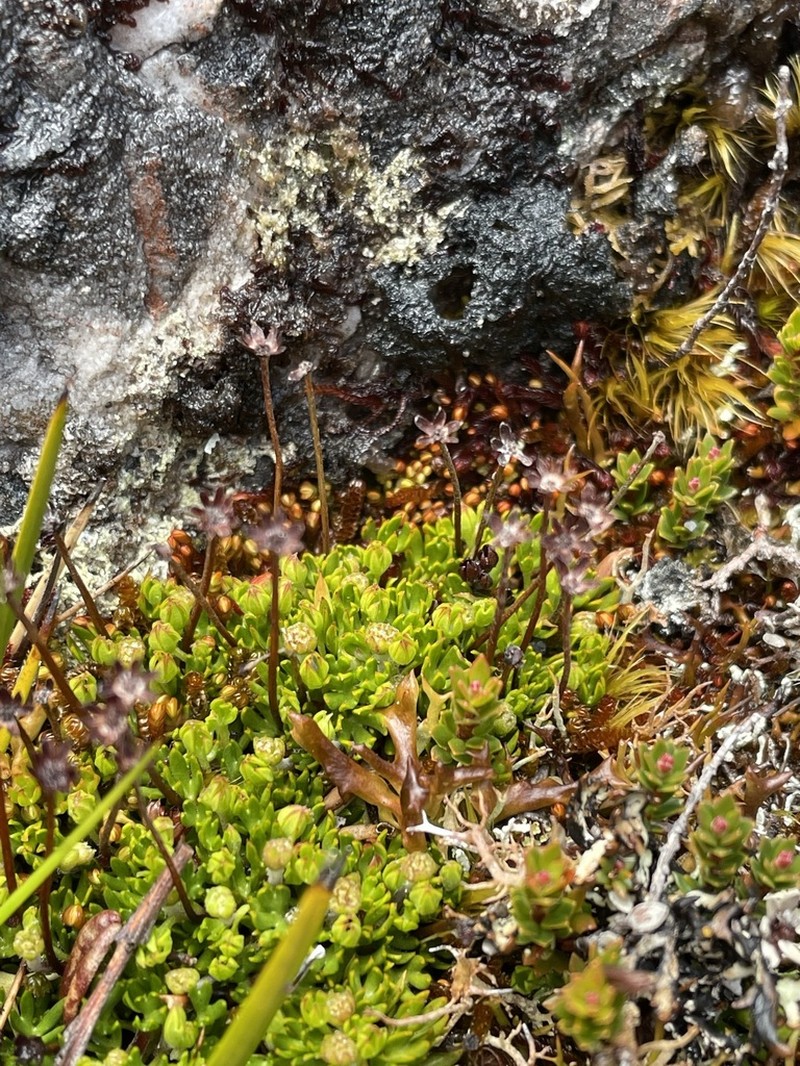 Actinotus moorei photo 2