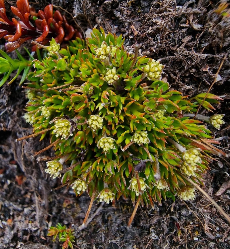 Actinotus moorei photo 3