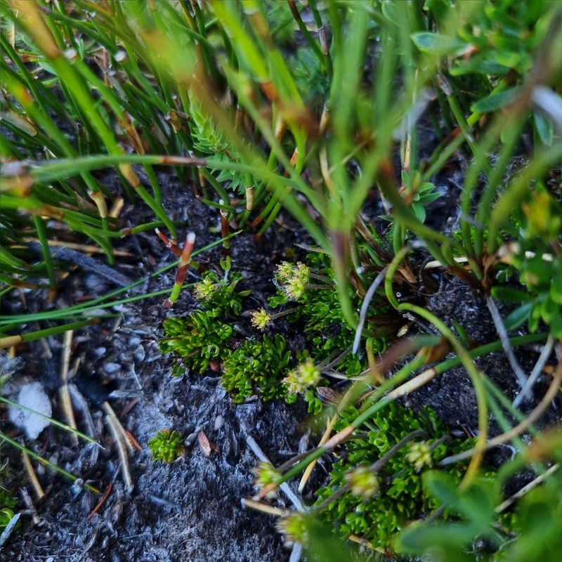 Actinotus moorei photo 4