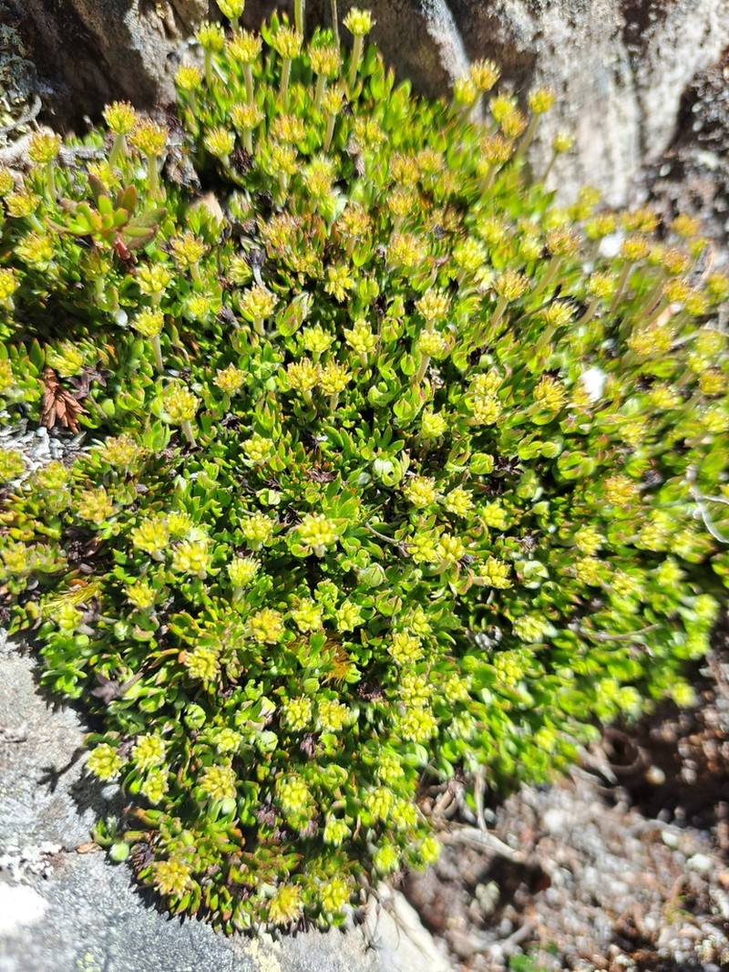 Actinotus moorei photo 5