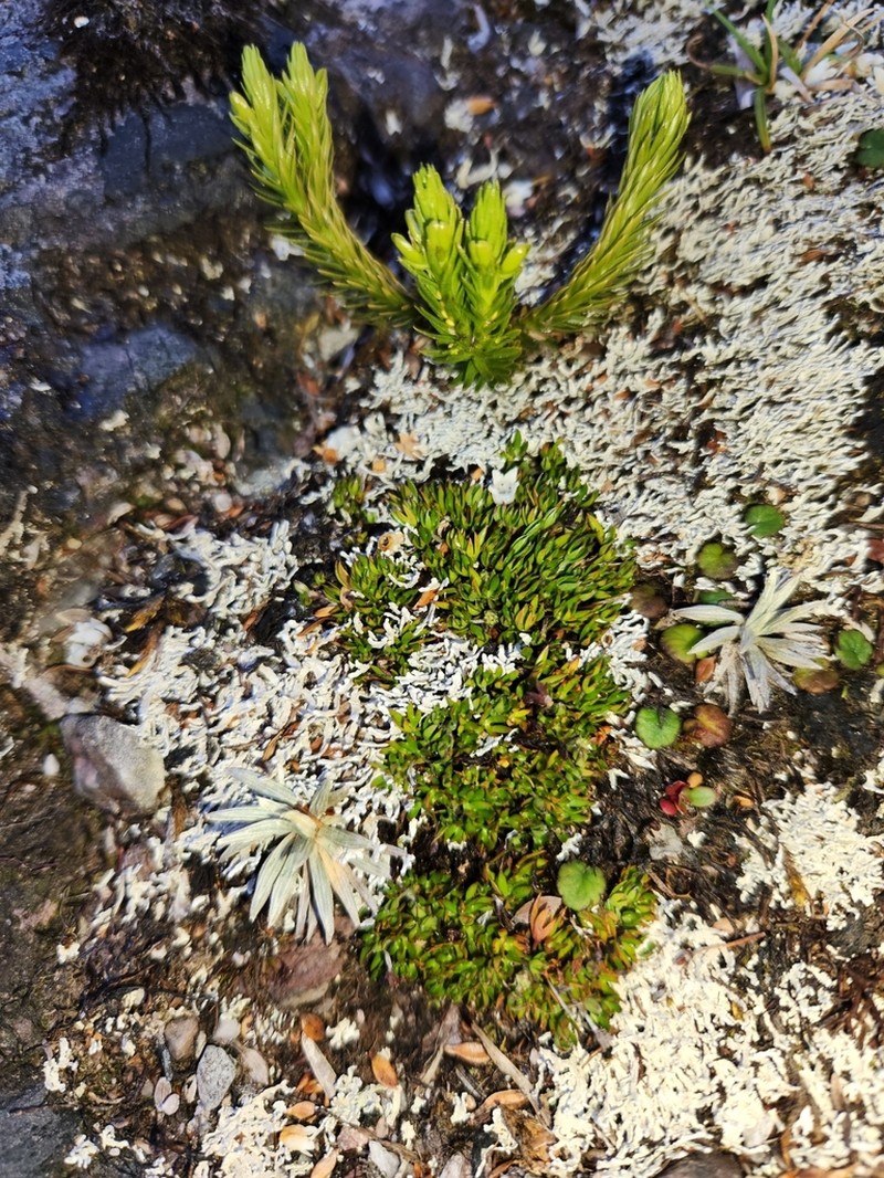 Actinotus moorei photo 6