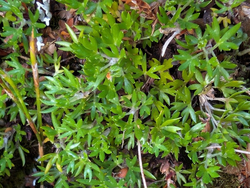 Actinotus moorei photo 7