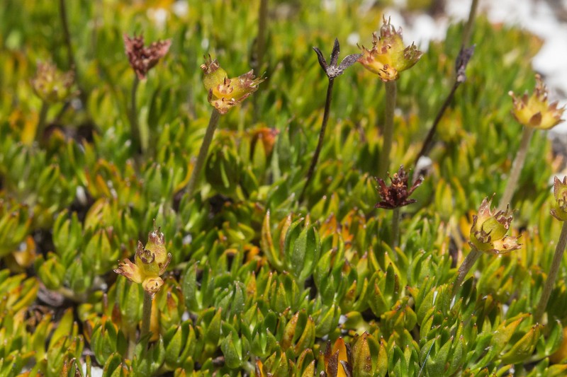 Actinotus moorei photo 8