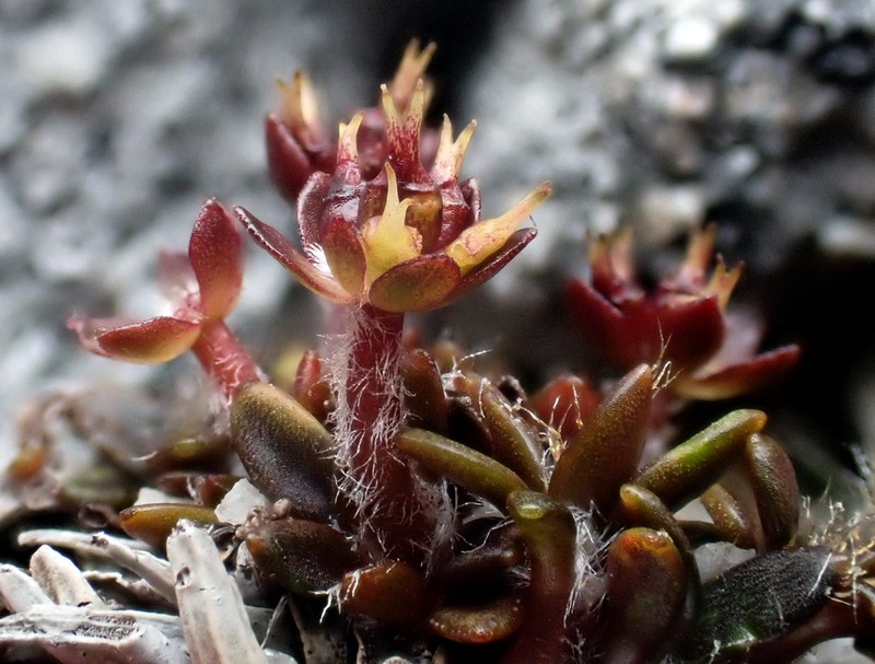Actinotus novae-zelandiae photo 2