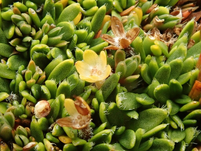 Actinotus novae-zelandiae photo 3