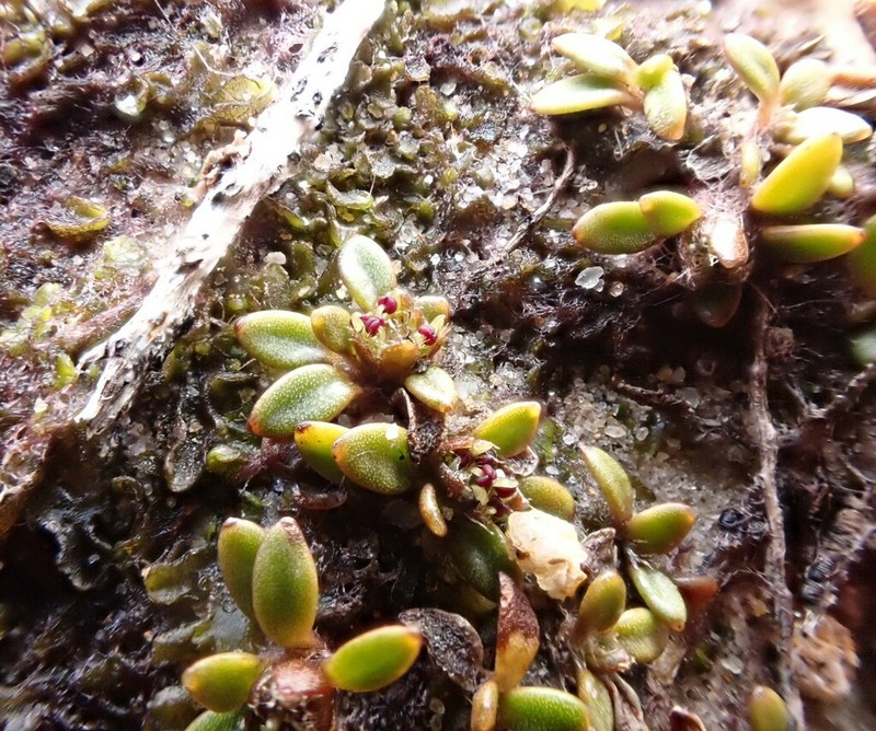 Actinotus novae-zelandiae photo 5