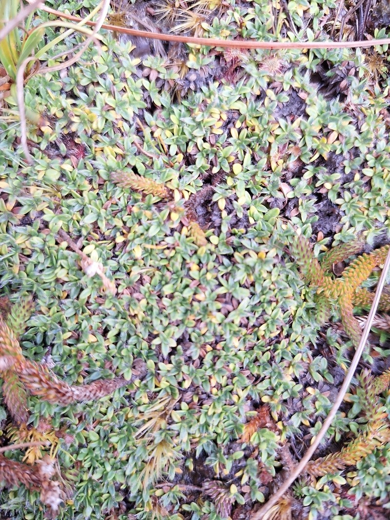 Actinotus novae-zelandiae photo 7