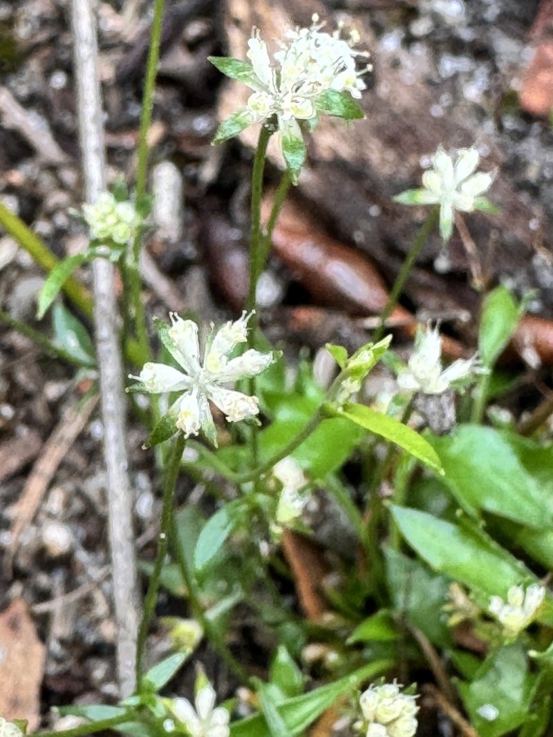 Actinotus omnifertilis