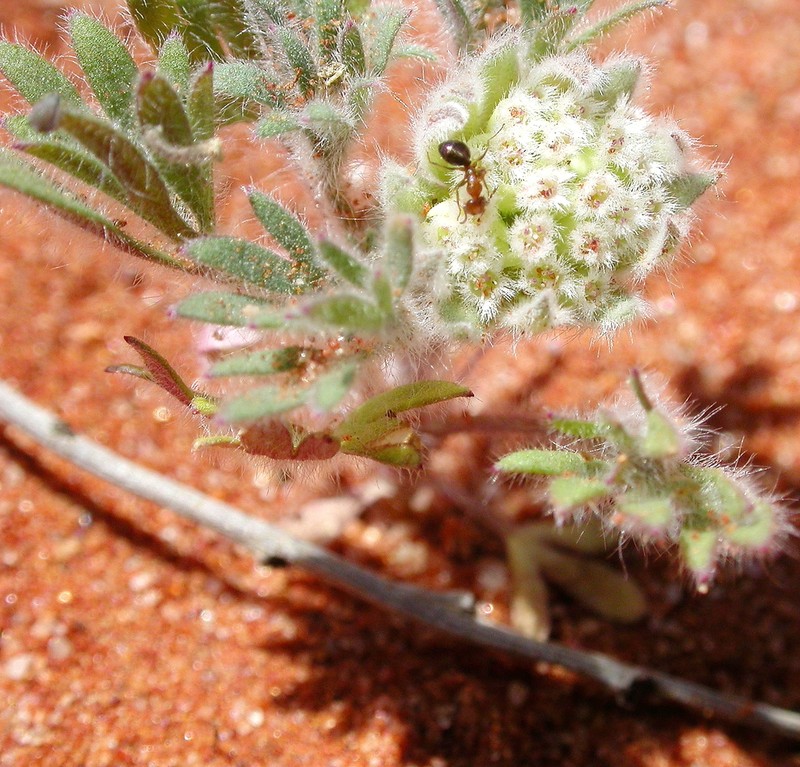 Actinotus paddisonii