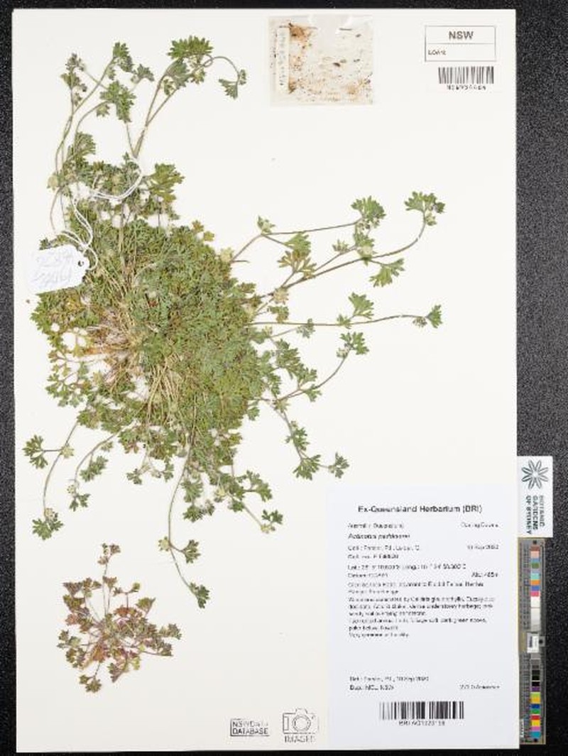 Actinotus paddisonii photo 2
