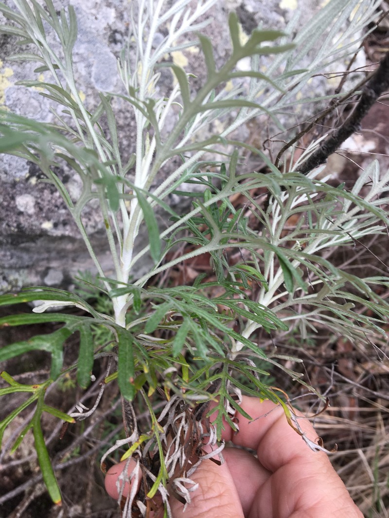 Actinotus periculosus photo 2