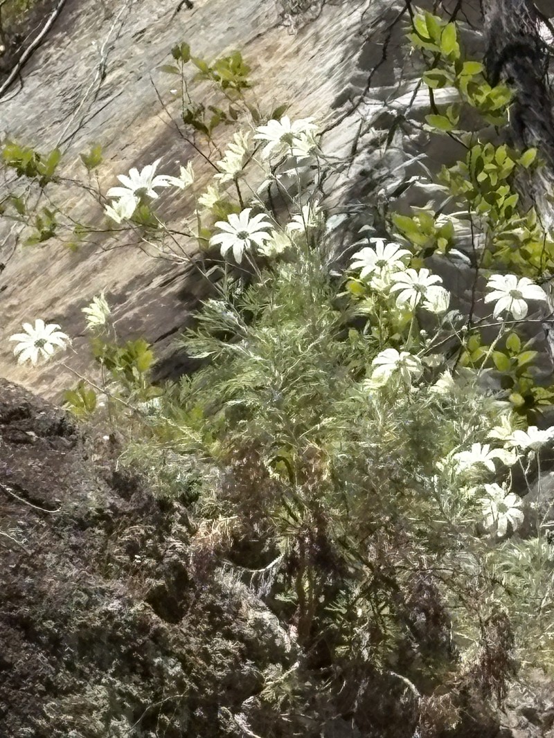Actinotus periculosus photo 4