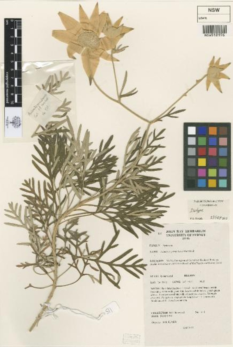 Actinotus periculosus photo 5