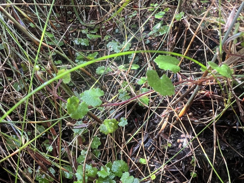 Actinotus repens photo 6