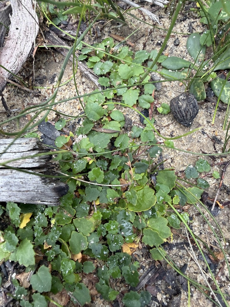 Actinotus repens photo 8