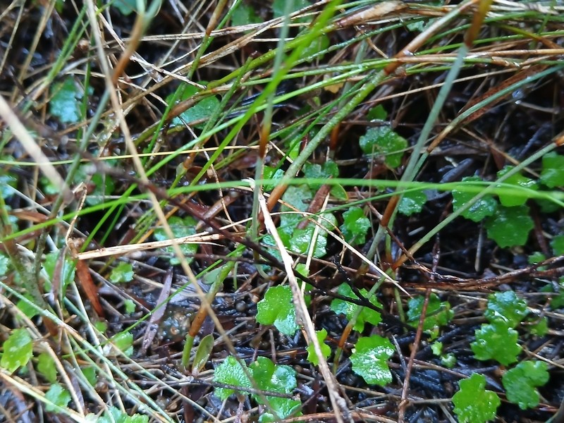 Actinotus repens