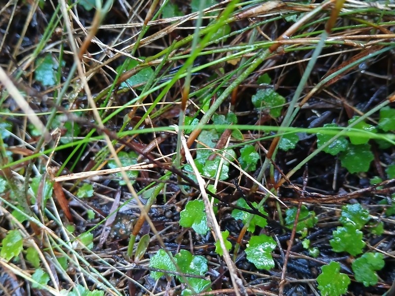 Actinotus repens photo 3