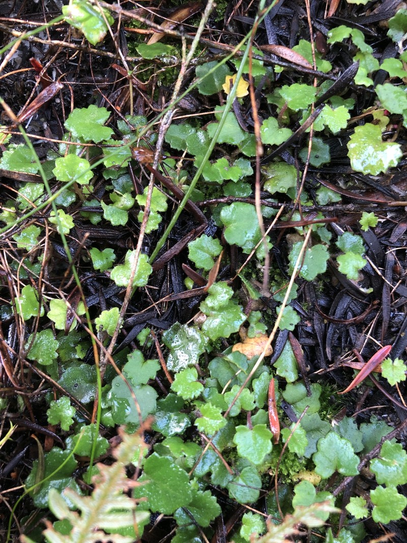 Actinotus repens photo 4