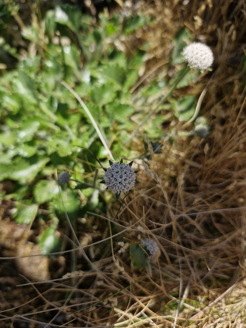 Actinotus rhomboideus