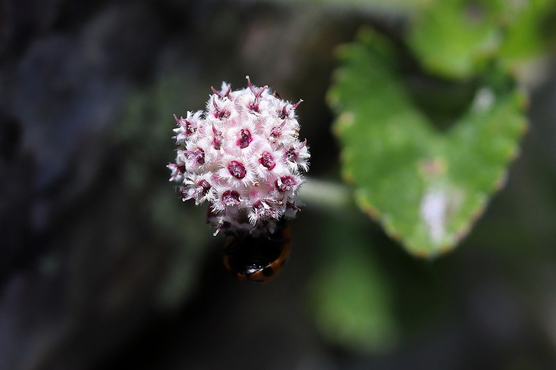 Actinotus rhomboideus photo 2