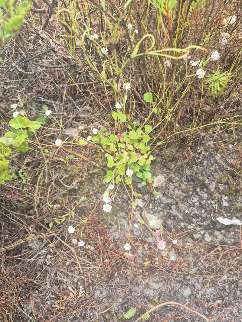 Actinotus rhomboideus photo 4