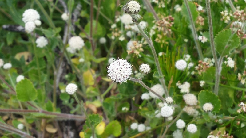 Actinotus rhomboideus photo 5
