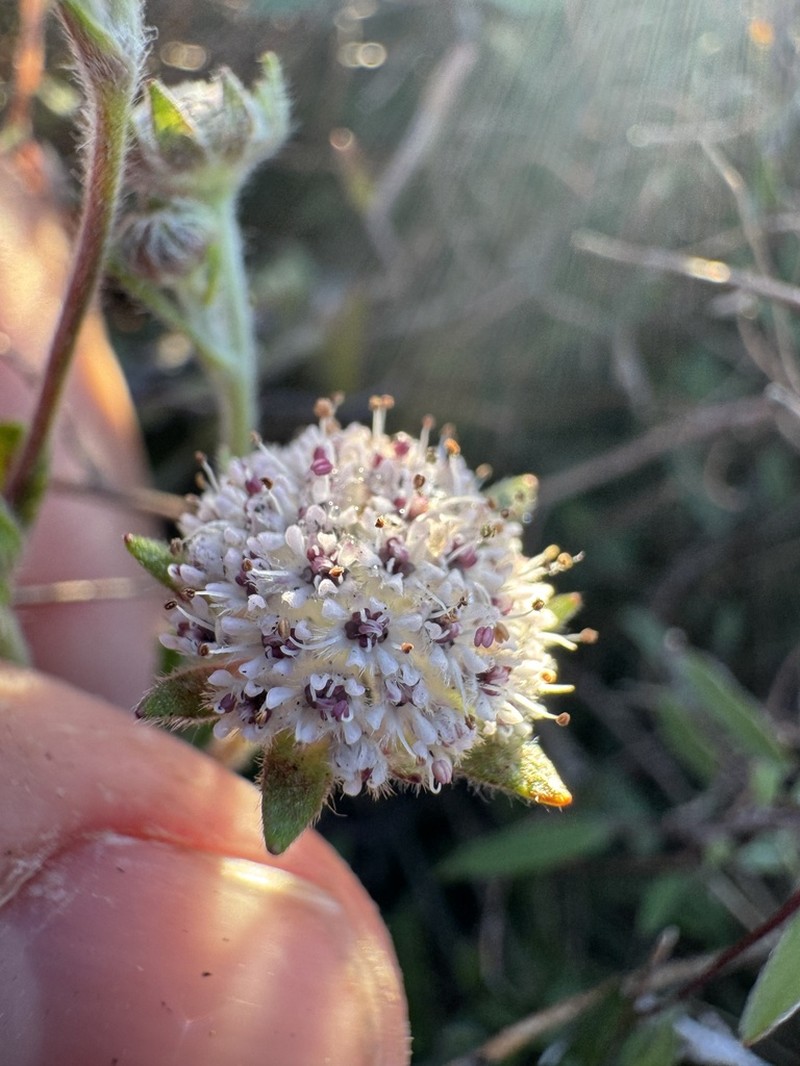 Actinotus rhomboideus photo 6