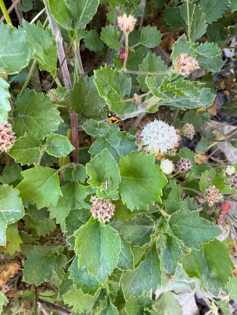 Actinotus rhomboideus photo 8