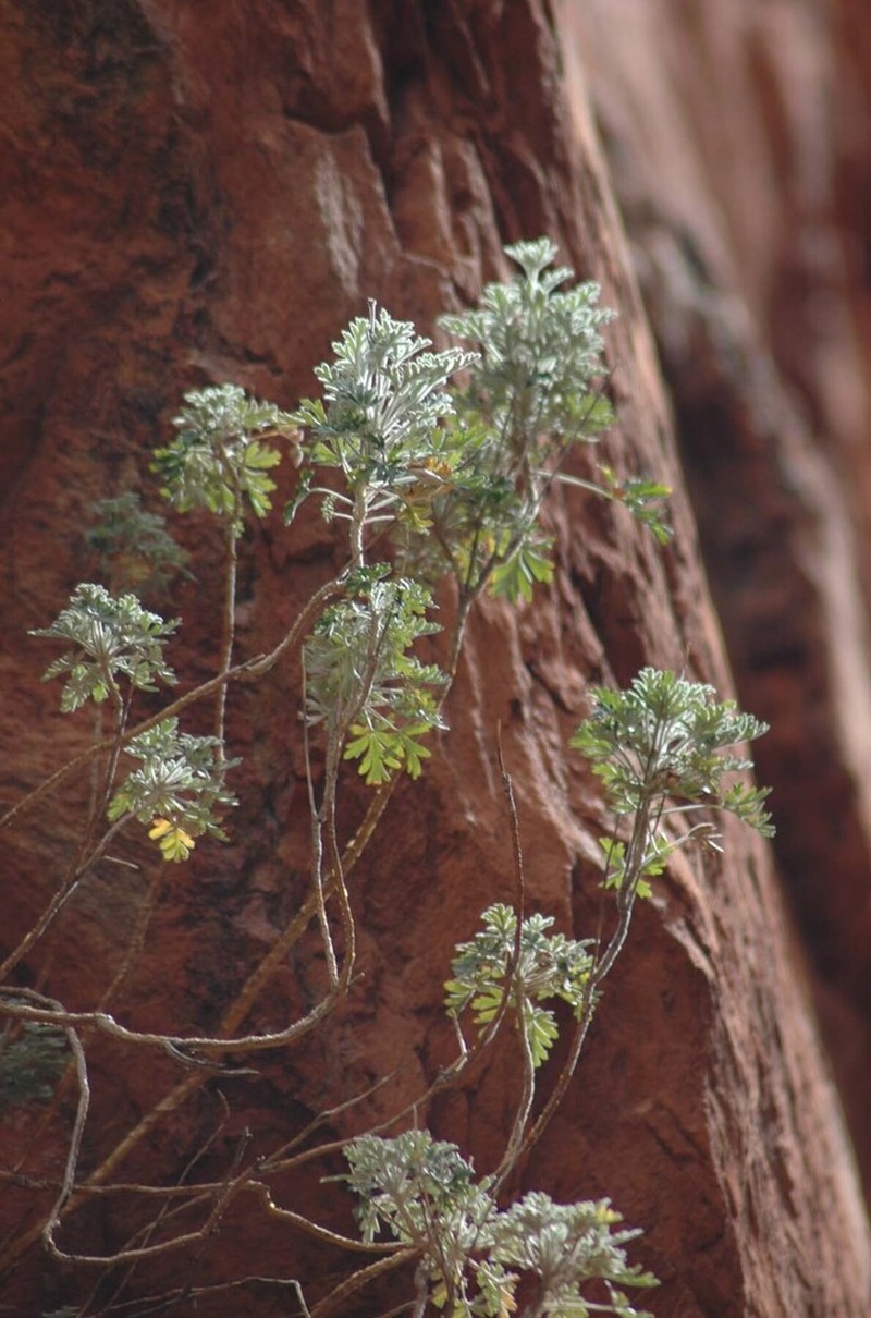 Actinotus schwarzii photo 4