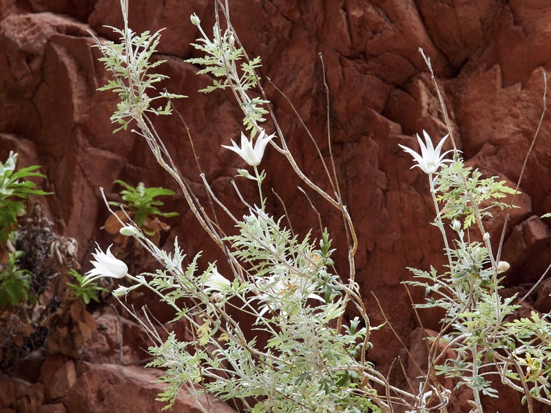 Actinotus schwarzii photo 5