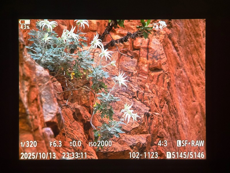 Actinotus schwarzii photo 8
