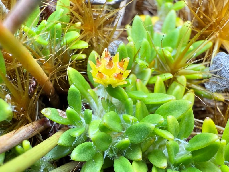 Actinotus suffocatus photo 2