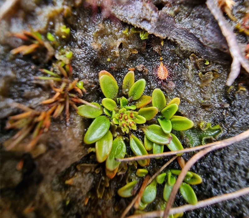 Actinotus suffocatus photo 5