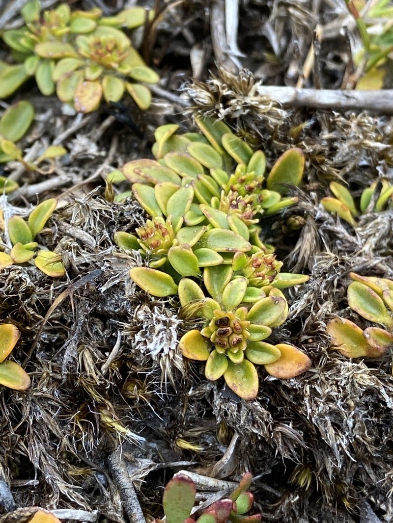 Actinotus suffocatus photo 6