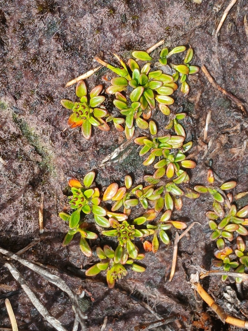 Actinotus suffocatus photo 8