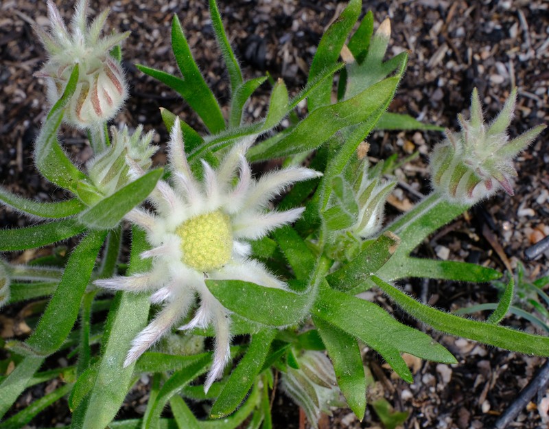 Actinotus superbus photo 2