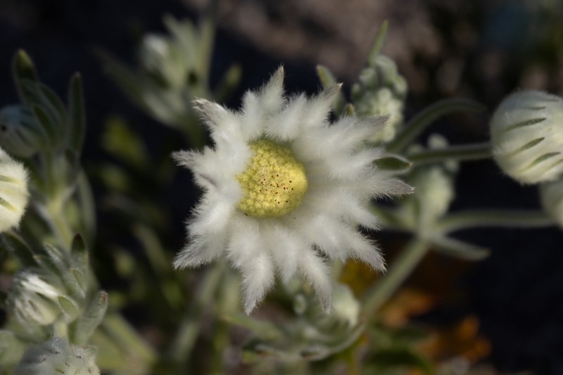 Actinotus superbus photo 3