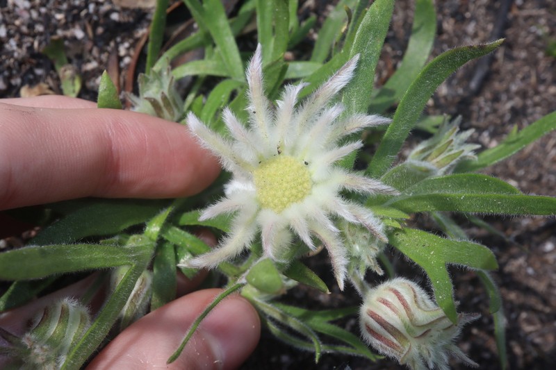Actinotus superbus photo 4