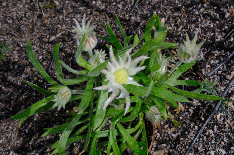 Actinotus superbus photo 8